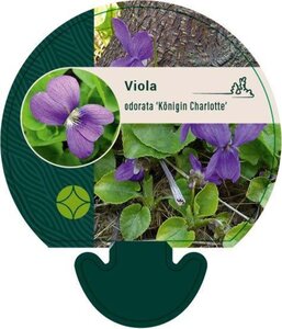 Viola odorata 'Königin Charlotte' geen maat specificatie 0,55L/P9cm - afbeelding 4