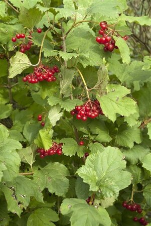 Viburnum opulus 100-125 cm cont. 7,5L - afbeelding 1