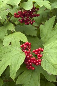 Viburnum opulus 125-150 cm met kluit struik - afbeelding 2