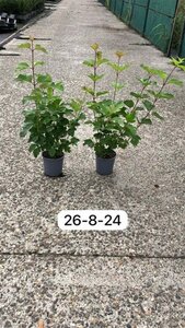 Viburnum opulus 40-60 cm cont. 2,5L