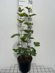 Viburnum opulus geen maat specificatie cont. 3,0L - afbeelding 1