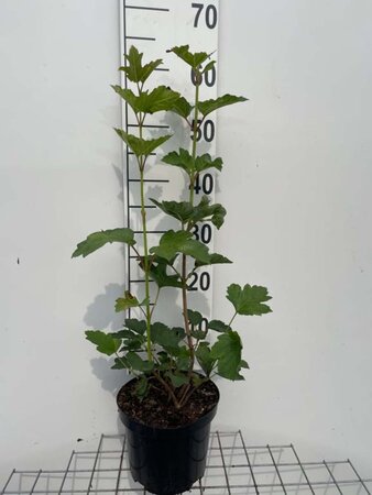 Viburnum opulus geen maat specificatie cont. 3,0L - afbeelding 2