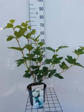 Viburnum opulus 'Roseum' 40-50 cm cont. 3,0L - afbeelding 3