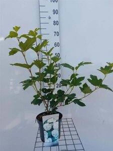 Viburnum opulus 'Roseum' 40-50 cm cont. 3,0L - afbeelding 3