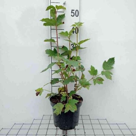 Viburnum opulus 'Roseum' 40-50 cm cont. 3,0L - afbeelding 1