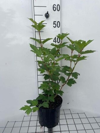 Viburnum opulus 'Roseum' 40-50 cm cont. 3,0L - afbeelding 2