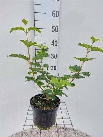 Viburnum opulus 'Roseum' 40-50 cm cont. 3,0L - afbeelding 4