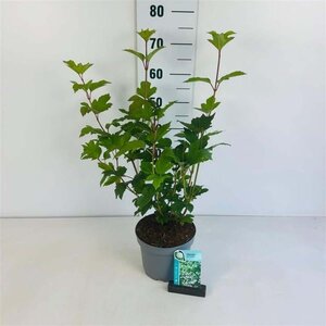 Viburnum opulus 'Roseum' 50-60 cm cont. 3,5L