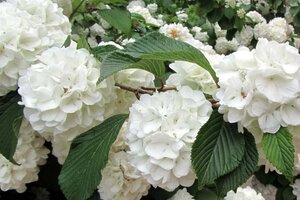 Viburnum opulus 'Roseum' 60-80 cm cont. 3,0L - afbeelding 1