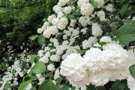 Viburnum opulus 'Roseum' 60-80 cm cont. 3,0L - afbeelding 4