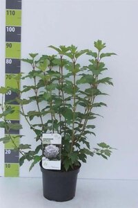 Viburnum opulus 'Roseum' 80-100 cm cont. 7,5L - afbeelding 1