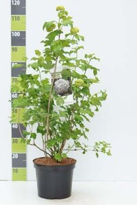 Viburnum opulus 'Roseum' 80-100 cm cont. 7,5L - afbeelding 2