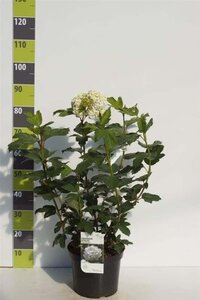 Viburnum opulus 'Roseum' 80-100 cm cont. 7,5L - afbeelding 3