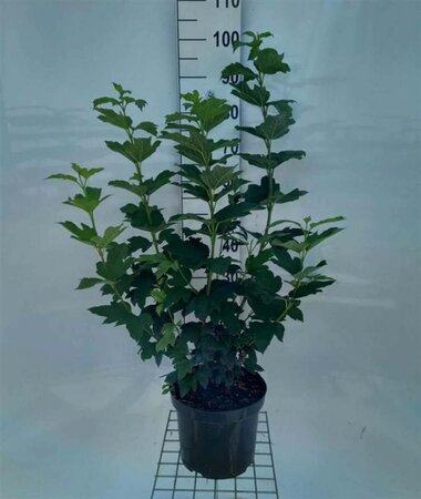 Viburnum opulus 'Roseum' 80-100 cm cont. 7,5L - afbeelding 5