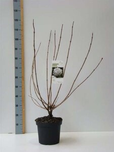 Viburnum opulus 'Roseum' 80-100 cm cont. 7,5L - afbeelding 4