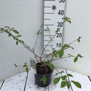 Viburnum plic. Kilimandjaro 30-40 cm cont. 3,0L - afbeelding 1