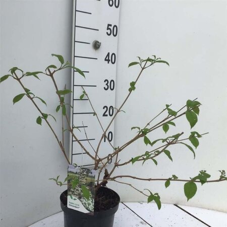 Viburnum plic. Kilimandjaro 30-40 cm cont. 3,0L - afbeelding 2