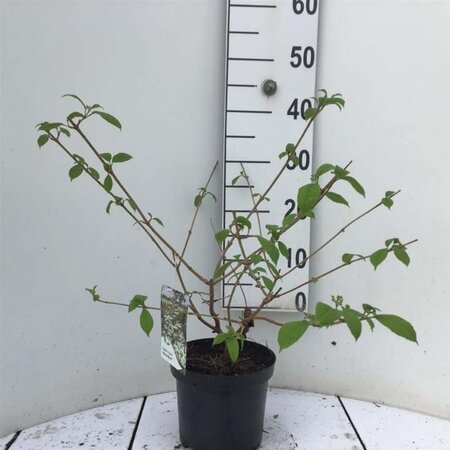 Viburnum plic. Kilimandjaro 30-40 cm cont. 3,0L - afbeelding 3