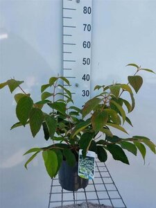 Viburnum plic. 'Mariesii' 40-50 cm cont. 3,0L - afbeelding 6