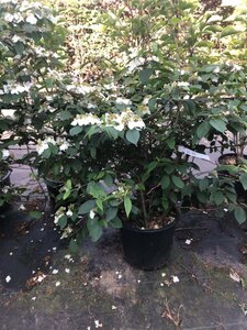 Viburnum plic. 'Pink Beauty' 80-100 cm cont. 20L - afbeelding 6