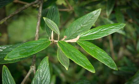 Viburnum 'Pragense' 60-80 cm cont. 15L - afbeelding 1