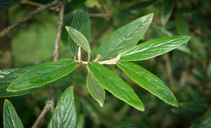 Viburnum 'Pragense' 60-80 cm cont. 15L - afbeelding 1