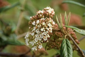 Viburnum 'Pragense' 60-80 cm cont. 15L - afbeelding 2