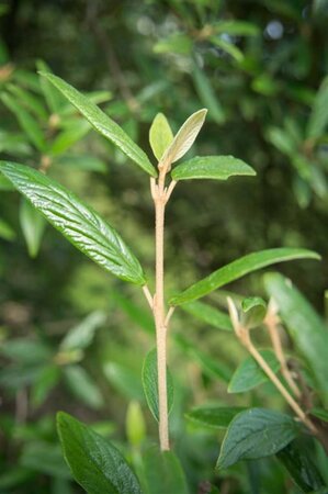 Viburnum 'Pragense' 60-80 cm cont. 15L - afbeelding 4