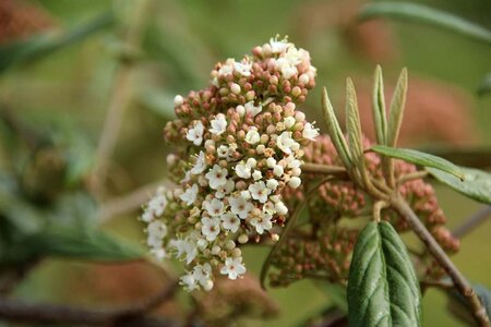 Viburnum 'Pragense' 60-80 cm cont. 15L - image 2