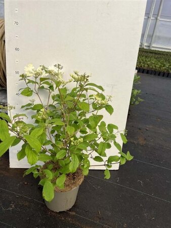 Viburnum plic. 'Summer Snowflake' 40-50 cm cont. 3,0L