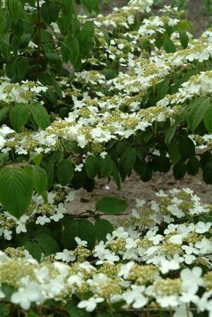 Viburnum plic. tomentosum 40-60 cm cont. 3,0L - afbeelding 2