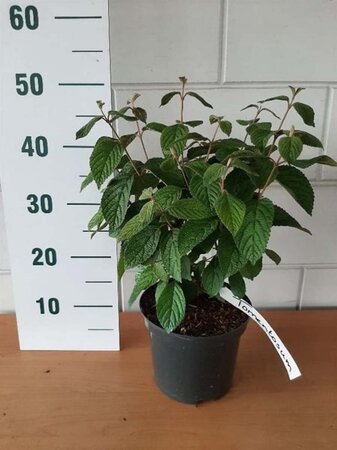 Viburnum plic. tomentosum geen maat specificatie cont. 3,0L