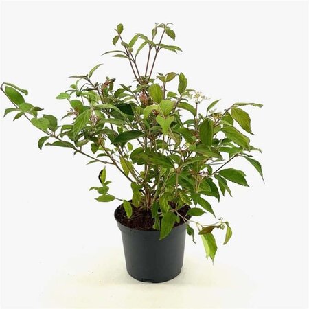 Viburnum plic. 'Watanabe' 30-40 cm cont. 3,0L - afbeelding 5