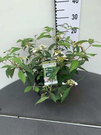 Viburnum plic. 'Watanabe' 30-40 cm cont. 3,0L - afbeelding 2