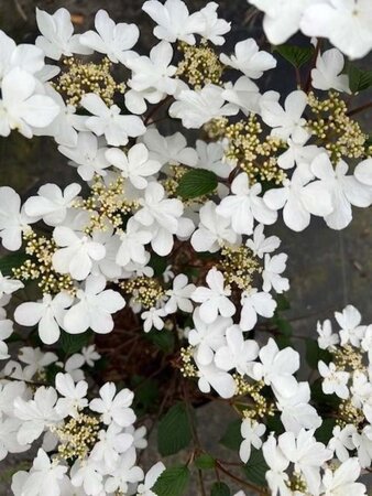 Viburnum plic. 'Watanabe' 30-40 cm cont. 3,0L - afbeelding 6