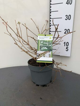 Viburnum plic. 'Watanabe' 30-40 cm cont. 3,0L - afbeelding 3