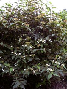 Viburnum plic. 'Watanabe' 30-40 cm cont. 3,0L - afbeelding 1