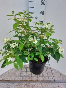 Viburnum plic. 'Watanabe' 30-40 cm cont. 3,0L - afbeelding 8