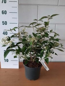 Viburnum plic. 'Watanabe' geen maat specificatie cont. 3,0L - afbeelding 4