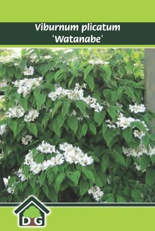 Viburnum plic. 'Watanabe' geen maat specificatie cont. 3,0L - afbeelding 2