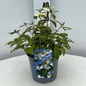 Viburnum plic. 'Watanabe' geen maat specificatie cont. 3,0L - afbeelding 1