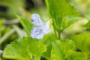 Viola sororia 'Freckles' geen maat specificatie 0,55L/P9cm - afbeelding 1