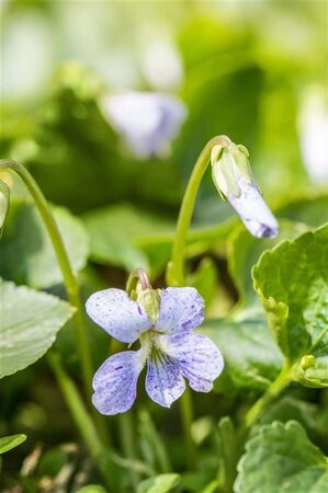 Viola sororia 'Freckles' geen maat specificatie 0,55L/P9cm - afbeelding 2