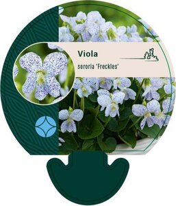 Viola sororia 'Freckles' geen maat specificatie 0,55L/P9cm - afbeelding 4