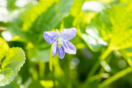 Viola sororia 'Freckles' geen maat specificatie 0,55L/P9cm - afbeelding 3