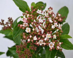 Viburnum tin. 'Eve Price' 30-40 cm cont. 3,0L - afbeelding 4