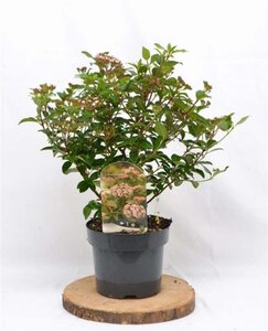 Viburnum tin. 'Eve Price' 30-40 cm cont. 3,0L - afbeelding 5