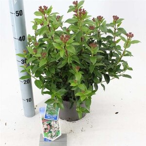 Viburnum tin. 'Eve Price' 30-40 cm cont. 3,0L - afbeelding 1