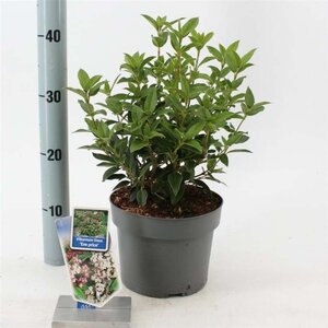 Viburnum tin. 'Eve Price' 30-40 cm cont. 3,0L - afbeelding 2