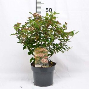 Viburnum tin. 'Eve Price' 30-40 cm cont. 3,0L - afbeelding 6